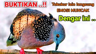 TEKUKUR GACOR Suara Merdu - NDUDUT NGALAS TAJAM ini Ampuh untuk PANCINGAN EMOSI tekukur lainnya