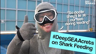 Deep SEAAcrets | Shark Feeding