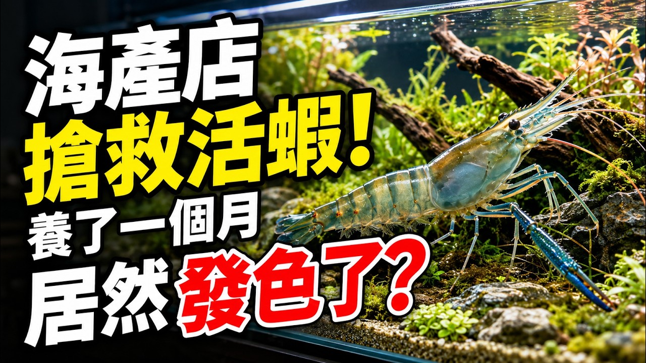 養「放山泰國蝦」30天 養到連熱炒店老闆都震驚! 縮圖