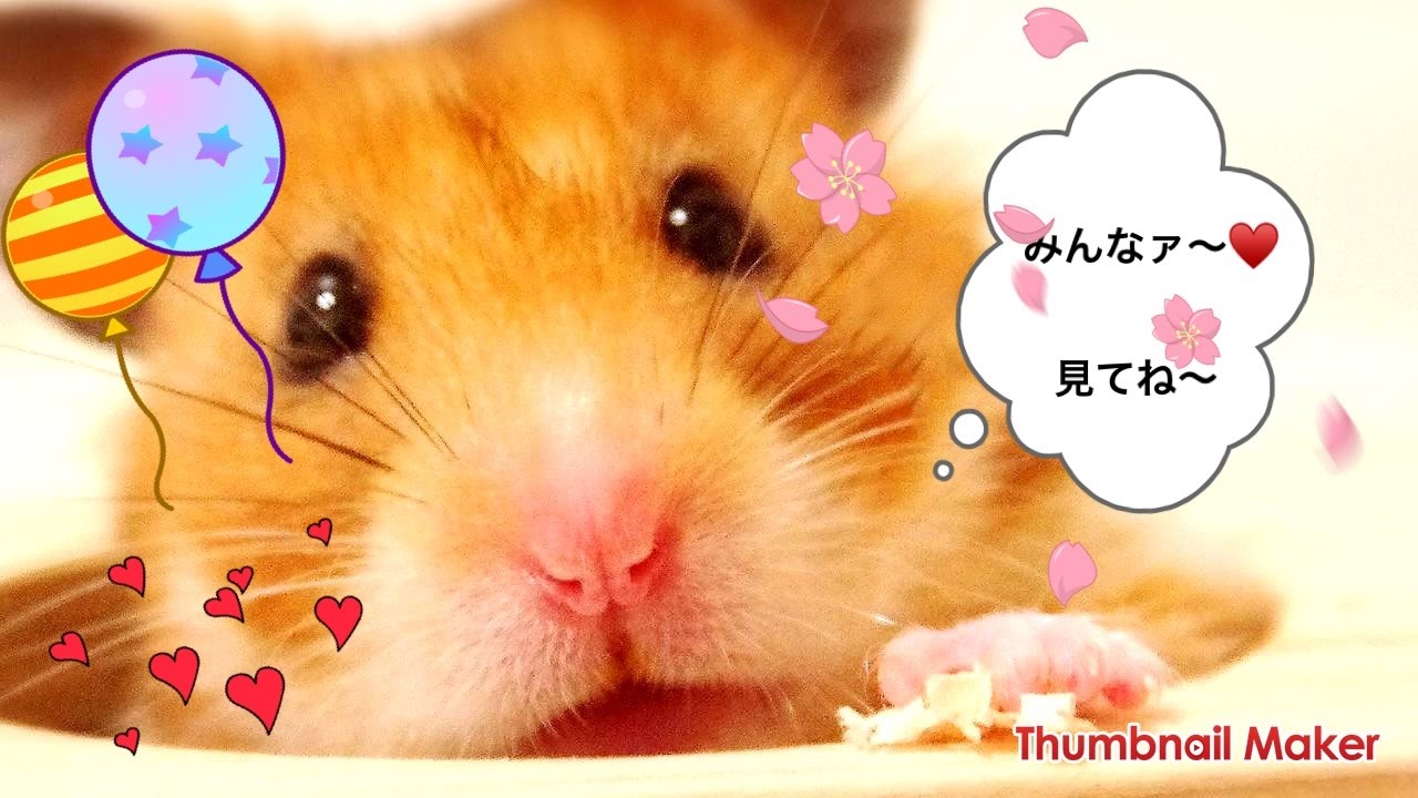 ハムスター かわいい ゴールデンハムスターのぶら下がり Youtube ハムスター かわいい ゴールデンハムスターのぶら下がり Youtube