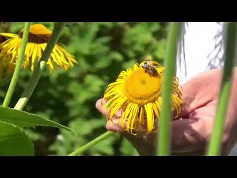 Video: Viola (57 Foton): Plantering Och Odling Av årliga Och Fleråriga Blommor, Vård Av En Violett I Trädgården, Sorter Av Växtens Viola Marsh Och Cornut