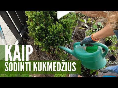 Video: Taxus kukmedžių krūmai – kaip auginti kukmedžių krūmus