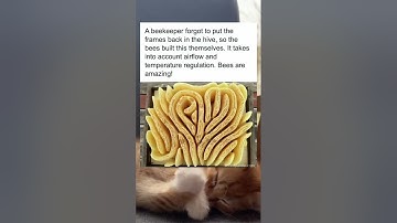 A beekeeper forgot to put the frames back in the hive, so the bees built this themselves.