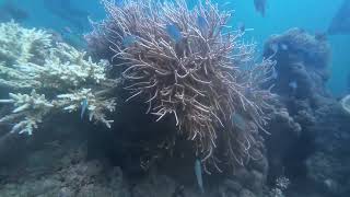     First Time Scuba Diving in Andaman 😱 | Unreal Underwater Experience