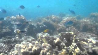 Snorkeling At Green Island - Great Barrier Reef