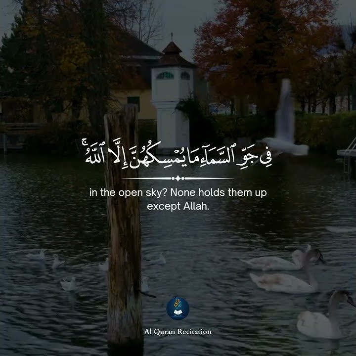 Surah An Nahl (The Bee) | Ayat 79 | سورة النحل | #shorts