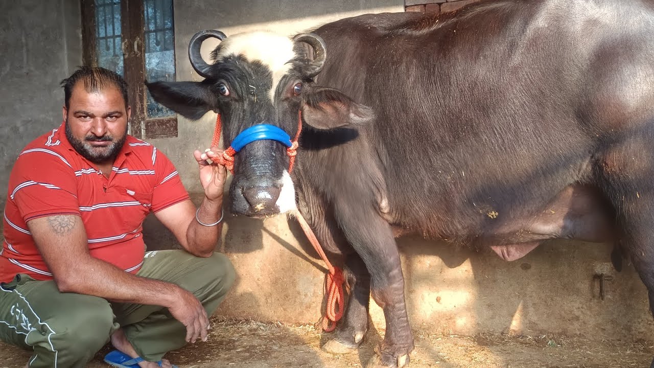 ਦਲੇਰ ਪਲਵਾਨ ਲੈ ਆਇਆ ਚੋਟੀ 2 ਮਹੀਨੇ ਆ ਦੀ ਤੋਕੜ ਗੱਬਣ ਚਿੱਕ ਪਾਸ ਰੇਟ 58,000 ਲੁੱਟ ਲੋ ਮੇਲਾ 9779249006👈