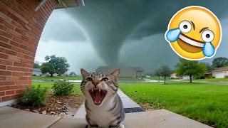 SI TE RIES PIERDES NIVEL GATITOS Y PERRITOS 😂💀[999.99 IMPOSIBLE NO REÍRSE]😱 Videos De Risa 2026😂