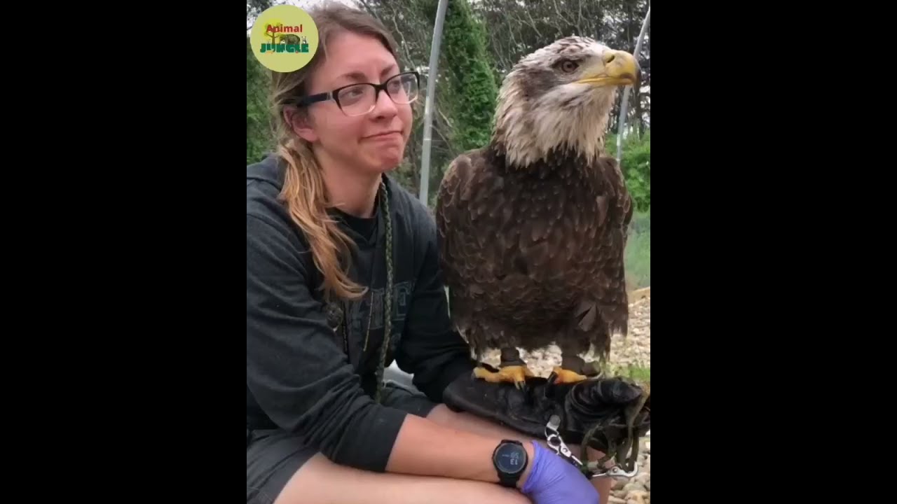 5 Species of Beautiful Falcons in Ohio #short