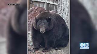 Wildlife Officials Search For Big Bear That Breaks Into Tahoe Homes