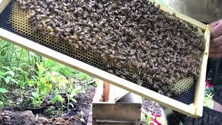 2 Different Colored Virgin Queen Bees/Same Queen Mother