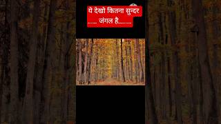 #fire #youtubeshorts #youtube #trending #video #animals #viral #shorts #shortvideo #song #forest