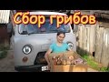 Семья Бровченко. Поездка за грибами - волнушки и подберезовики. (08.16г.)