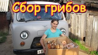 Семья Бровченко. Поездка за грибами - волнушки и подберезовики. (08.16г.) Семья Бровченко. Поездка за грибами - волнушки и подберезовики. (08.16г.)