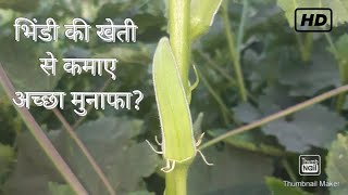 भिंडी की खेती की संपूर्ण जानकारी।Complete information smart farming