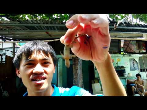 Video Thức ăn cho tắc kè (4 món) | Gecko's foods - youtube