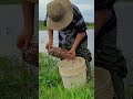 Catching Crabs in Flooded Fields 🦀 | The Poor Boy’s Simple Meal #CrabCatching #shorts