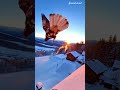 A snow-covered rooftop ❄️🏠An eagle stands at the edge, wings  sliding slowly on the icy surface 🦅