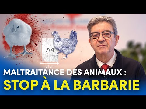 Maltraitance des animaux : stop à la barbarie