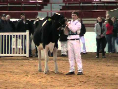 NY Spring Junior Holstein Show - Junior Champion