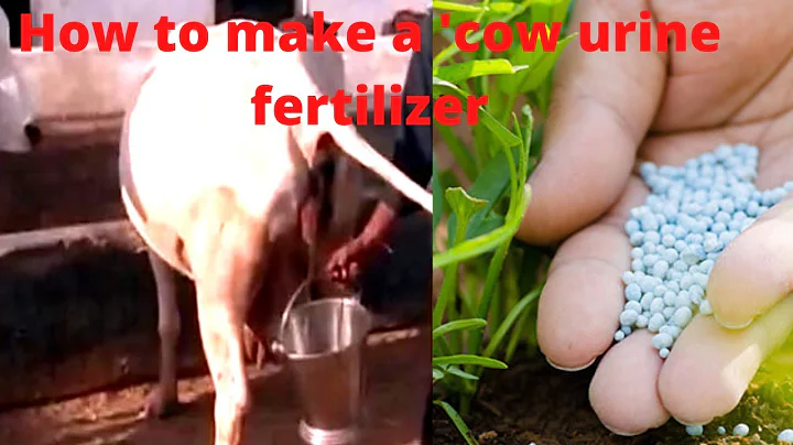 How to make a 'cow fertiliser' - a fermented organic fertiliser