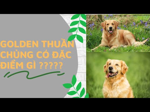 Video Golden thuần chủng có đặc điểm gì ? - youtube