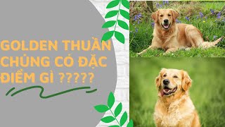 Golden thuần chủng có đặc điểm gì ?