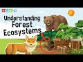 Forests and Their Ecological Importance