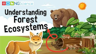 Understanding Forest Ecosystems