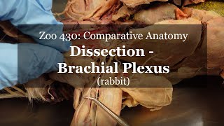 Rabbit Dissection Brachial Plexus