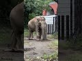 Itchy elephant scratching the post#zoorasia #japan