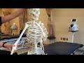 Arthrokinematic Movements of the Shoulder Joint