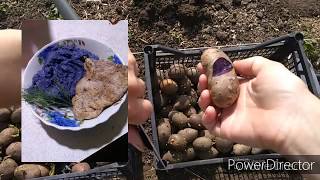 Способ посадки картошки на ограниченной площади