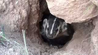 Mad Badger!