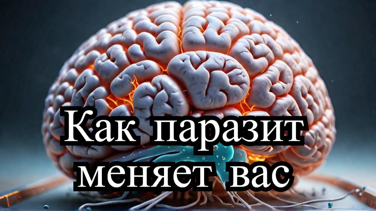Токсоплазмоз паразит, меняющий разум Как он заражает людей и влияет на поведение