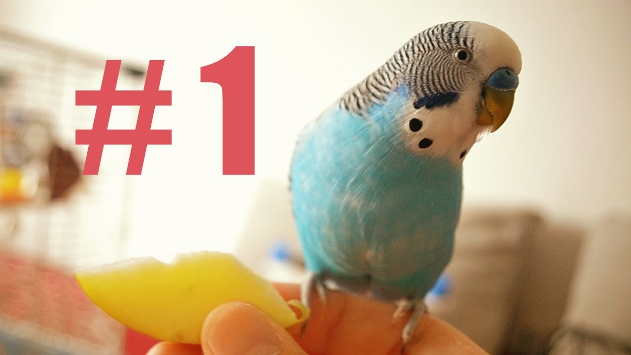 Can Parrots Have Cherries? Discover the Shocking Truth!