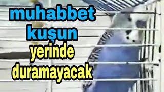 @cicikusmavis5575 muhabbet kuşun yerinde duramayacak! #cicikuş #babacik  #aşkım