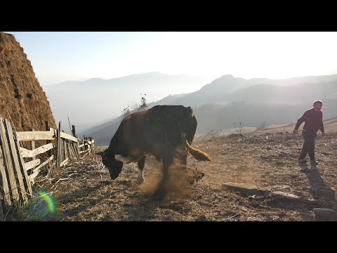 «Ավելի հեշտա մինիստր ճարես,քան կթվոր» հովիվ