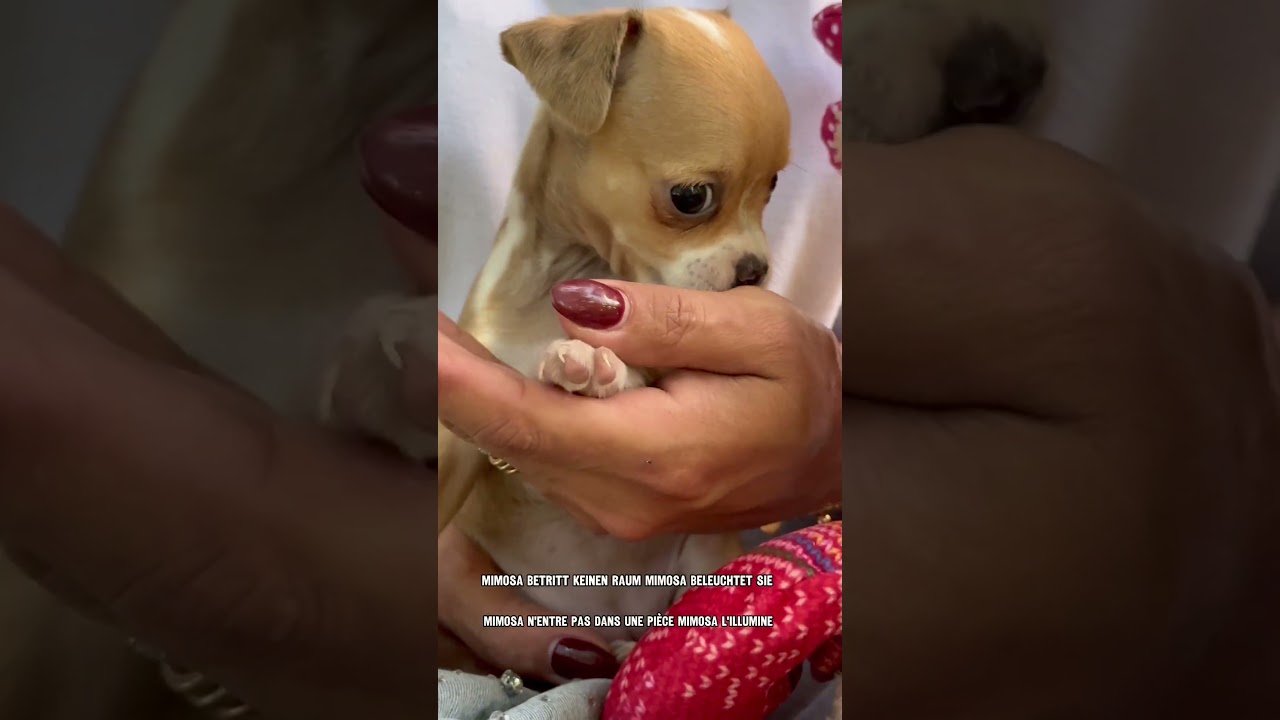 Mimosa — fenotipo prevalente CHIHUAHUA