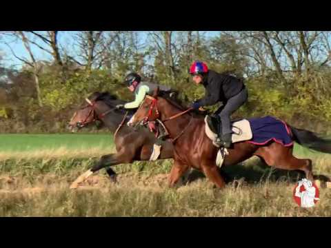 Video: Training Und Testen Von Rennpferden