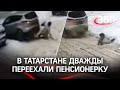 Видео: бабушка-терминатор под колёсами внедорожника. В Татарстане дважды переехали пенсионерку