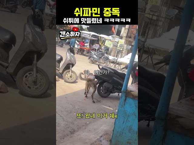 쉬튀에 도파민을 느끼는 강아지 ㅋㅋㅋㅋㅋ