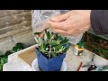 How to grow an Olive tree from cuttings