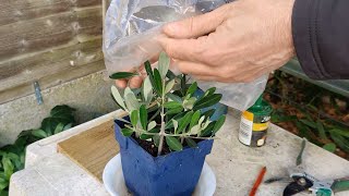 How to grow an Olive tree from cuttings