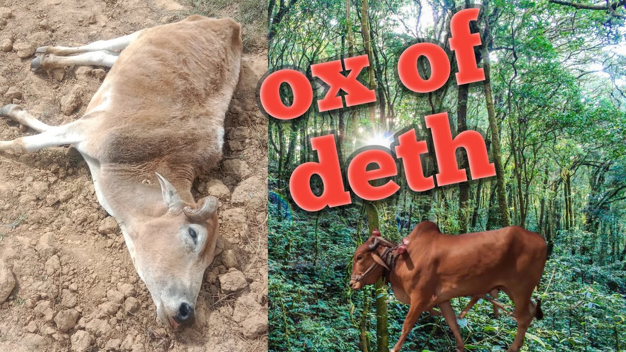 ox of deth ।। बैल को प्रोब्लम ।।#minivlog #ox #vlogs #vlogsvideo # ...