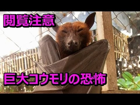 コウモリ でかい 世界 一