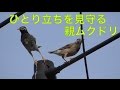 幼鳥らしき ムクドリの ひとり立ちを見守る?親ムクドリ
