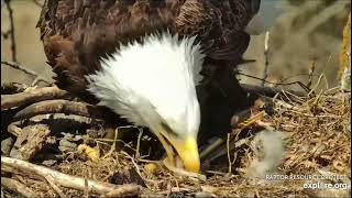 Decorah Eagles 4-9-23, 11:40 am Feeding #4, best feeding yet!