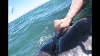 Petting Gray Whales- San Ignacio Lagoon @8651mjellis