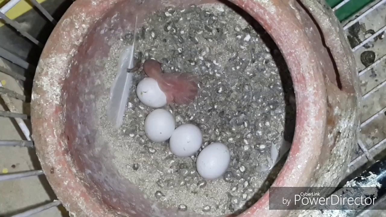 Australian parrots ** LIVE ** Egg Hatching Epic.. New born Baby Parrot